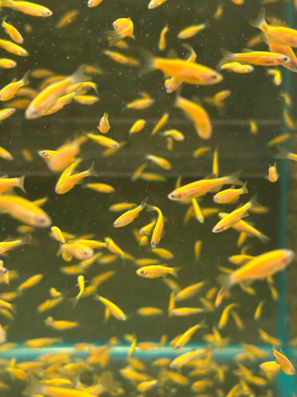 Данио "GloFish" лимонный 1,8-2 см (П3893)