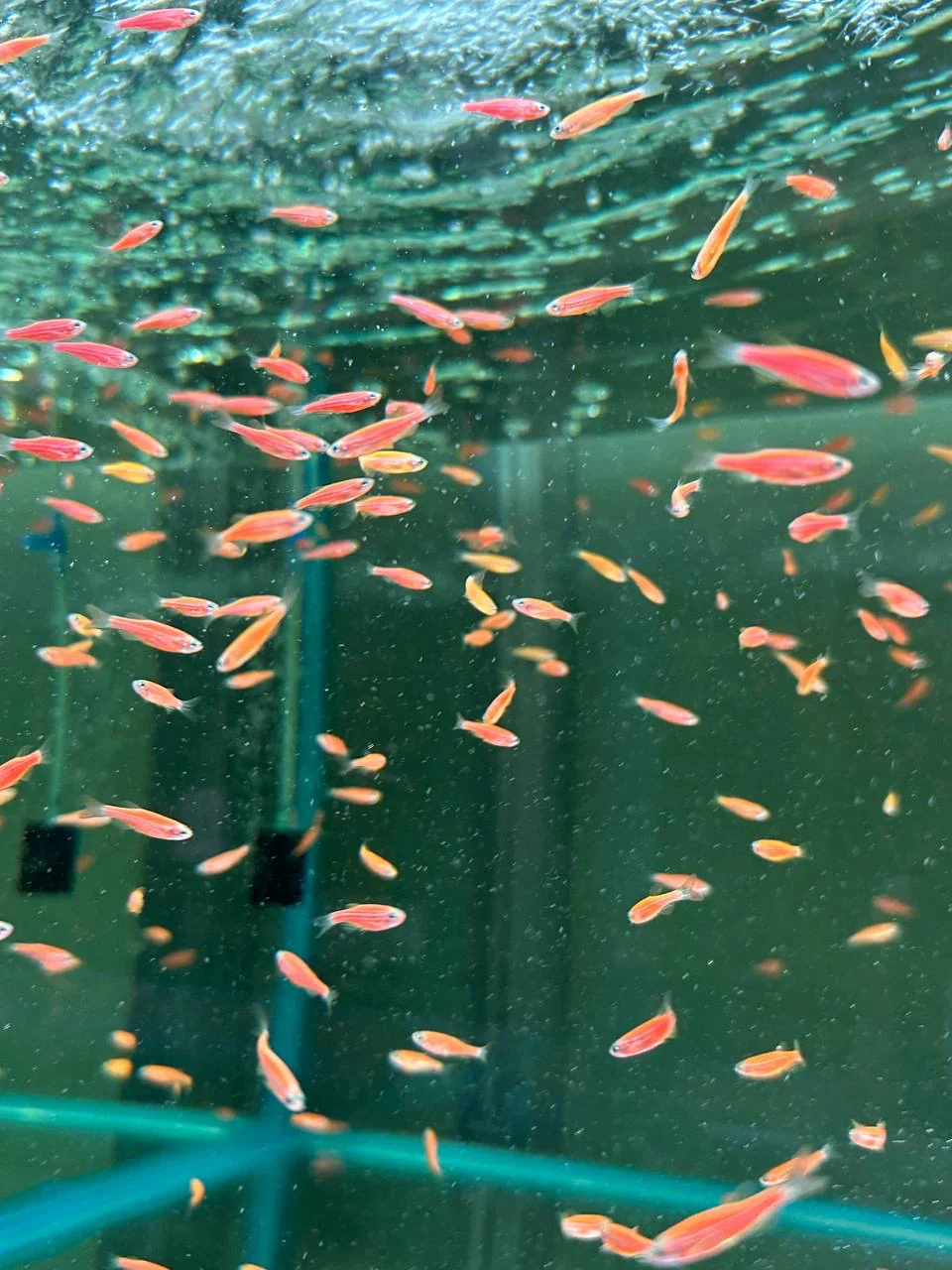 Данио "GloFish" апельсиновый 1,8-2 см (П4109)