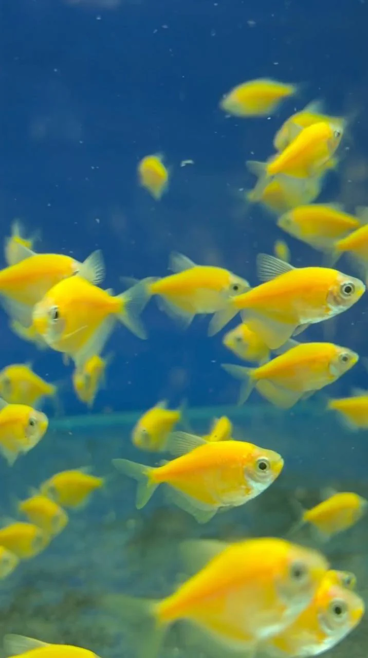 Тернеция "GloFish" жёлтая 2-2,5 см (П4318)