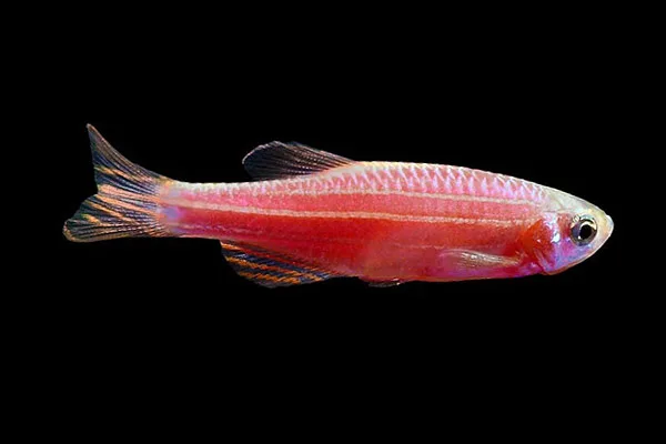 Данио "GloFish" алый 2,5-3 см (П4339)