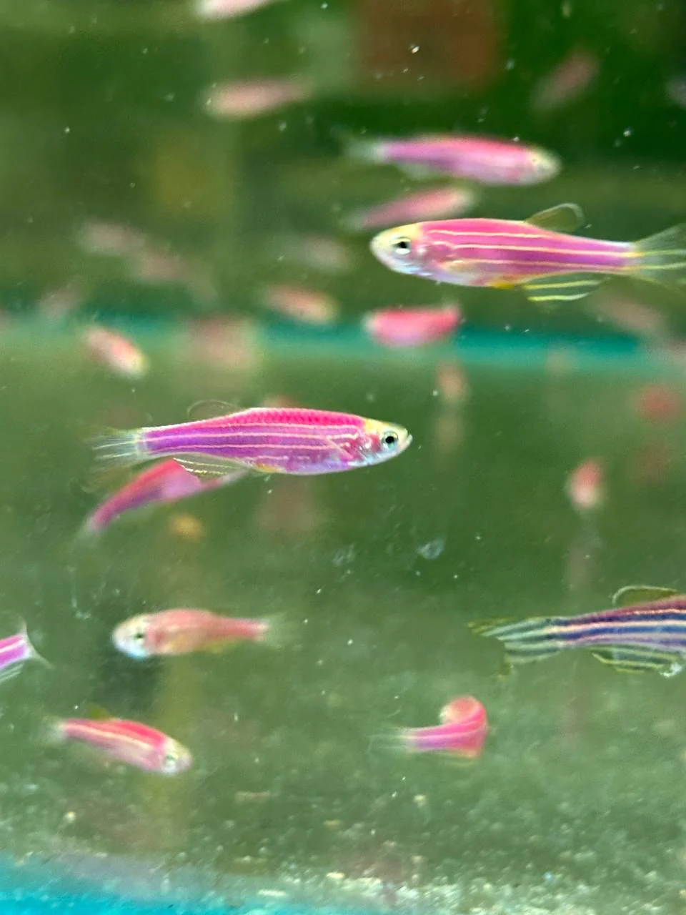 Данио "GloFish" фиолетовый 2,5-3 см (П4344)