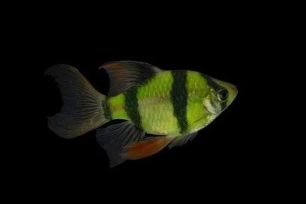Барбус вуалевый Гонконг "GloFish" зелёный 2,5-3 см (П4360 )