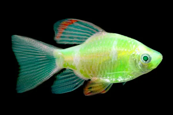 Барбус вуалевый Гонконг "GloFish" зелёный альбинос 2,5-3 см (П4373)