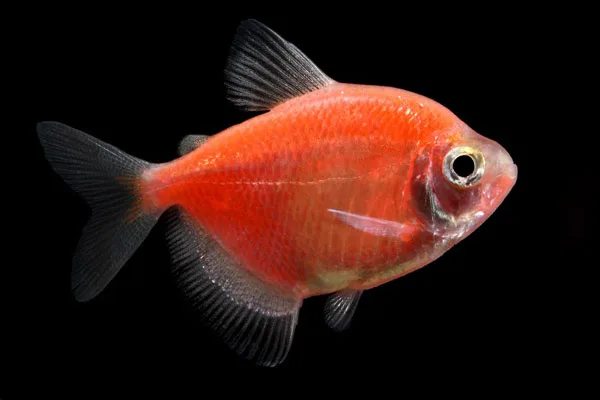 Тернеция "GloFish" оранжевая 2,5-3 см (П5178)