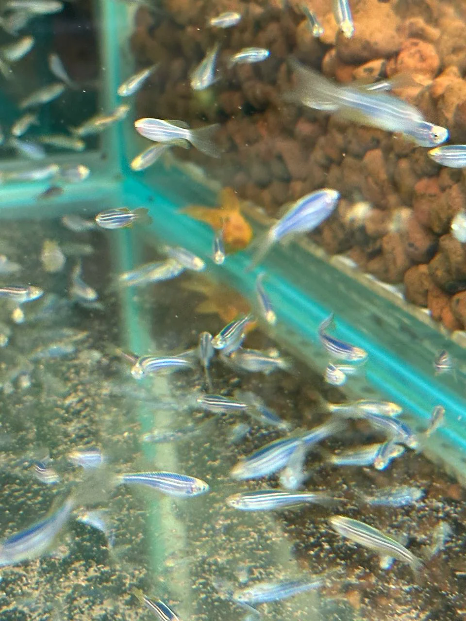 Данио "GloFish" синий 1,8-2 см (П5980)
