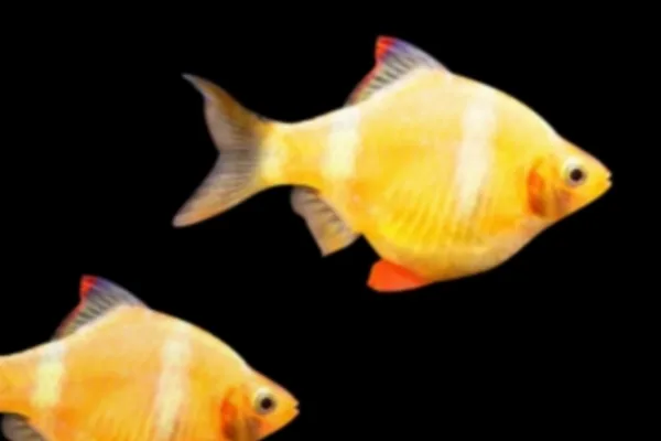 Барбус Гонконг "GloFish" желтый без полос 4-5 см (П7531)