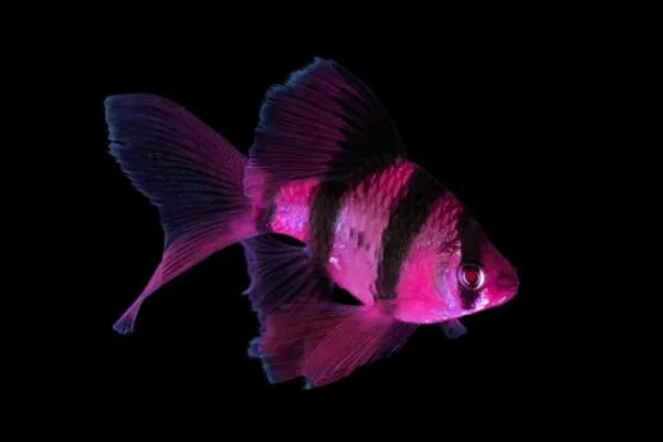 Барбус вуалевый Гонконг "GloFish" фиолетовый 2,5-3 см (П7618)