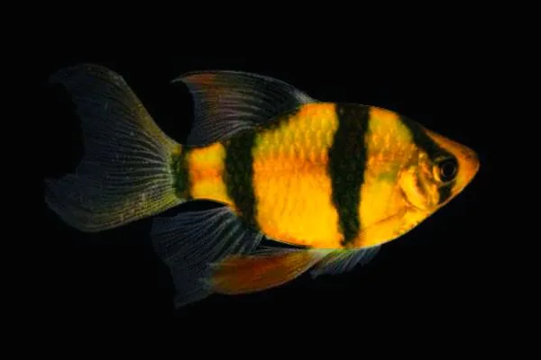 Барбус вуалевый Гонконг "GloFish" желтый 2-2,5 см (П7626)