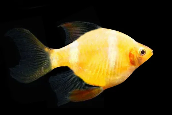 Барбус вуалевый Гонконг "GloFish" желтый без полос 2,5-3 см (П7695)