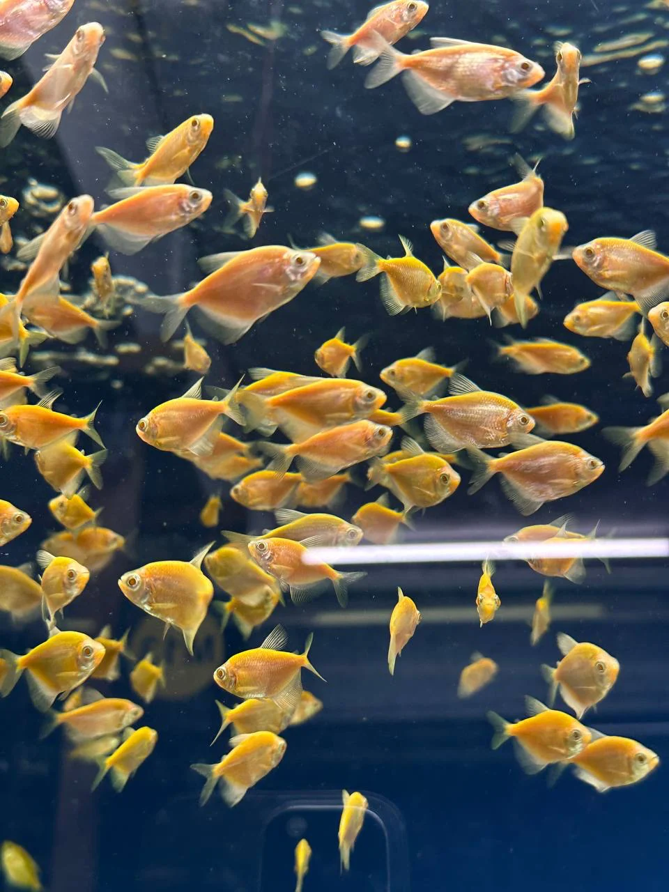 Тернеция "GloFish" золотая 2-2,5 см (П7739)