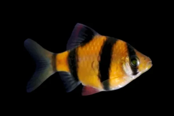 Барбус Гонконг "GloFish" желтый 2,5-3 см (П8446)