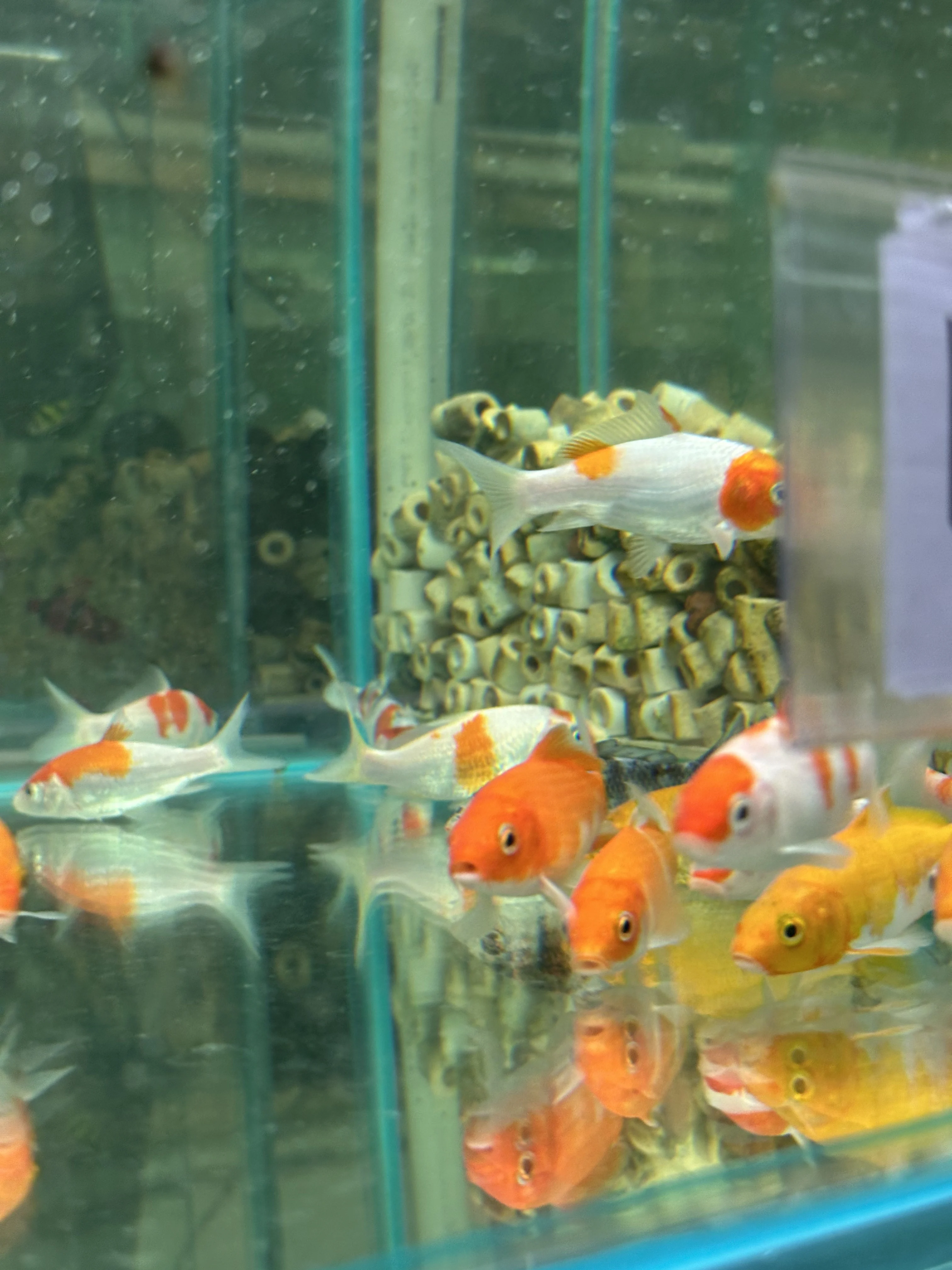 Карп Кои ассорти [импорт] 8-9 см (П8841)